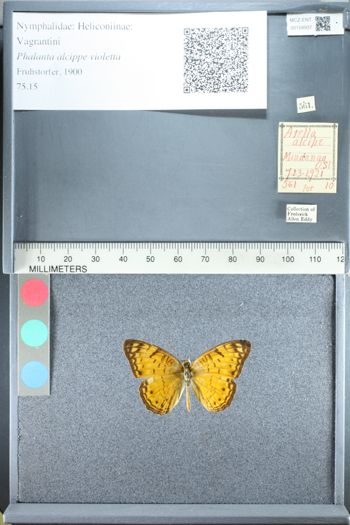 Media type: image;   Entomology 158937